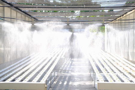 water spraying from sprinkler on lettuce salad vegetable growing in hydroponic farm