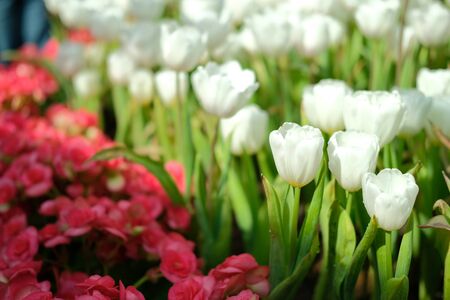 blooming tulip flower in flowerbed in gardenの写真素材