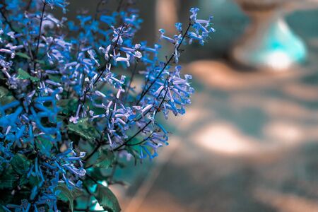 blooming purple flower in garden. flora in parkの写真素材