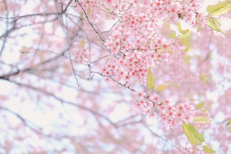 wild himalayan sakura cherry blossom flower. blooming pink flora tree in park. Prunus Cerasoidesの写真素材