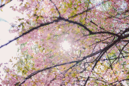 wild himalayan sakura cherry blossom flower. blooming pink flora tree in park. Prunus Cerasoides