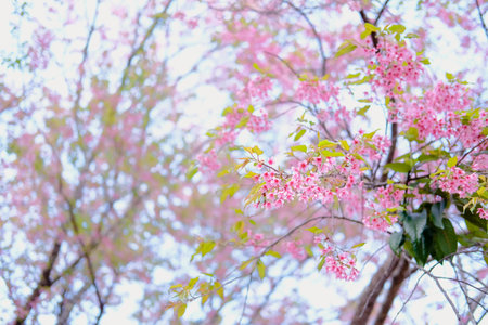 wild himalayan sakura cherry blossom flower. blooming pink flora tree in park. Prunus Cerasoides