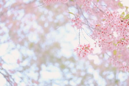wild himalayan sakura cherry blossom flower. blooming pink flora tree in park. Prunus Cerasoidesの写真素材