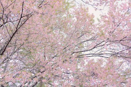 wild himalayan sakura cherry blossom flower. blooming pink flora tree in park. Prunus Cerasoidesの写真素材