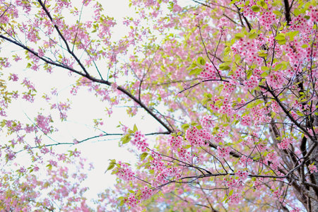 wild himalayan sakura cherry blossom flower. blooming pink flora tree in park. Prunus Cerasoides