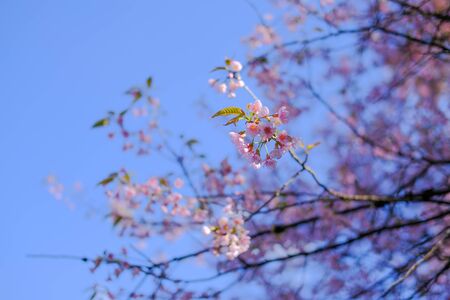 wild himalayan sakura cherry blossom flower. blooming pink flora tree in park. Prunus Cerasoidesの写真素材