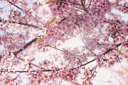 wild himalayan sakura cherry blossom flower. blooming pink flora tree in park. Prunus Cerasoidesの写真素材