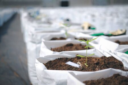 growing organic cannabis marijuana herb plant in outdoor farm. cannabis seedling in planting potの写真素材