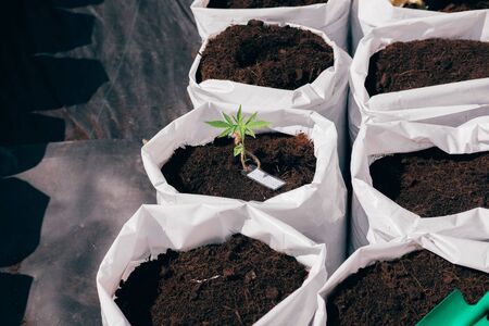 growing organic cannabis marijuana herb plant in outdoor farm. cannabis seedling in planting potの写真素材