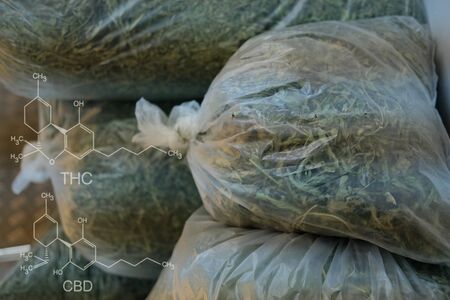 cbd & thc in dried cannabis leaves. marijuana plant cultivationの写真素材