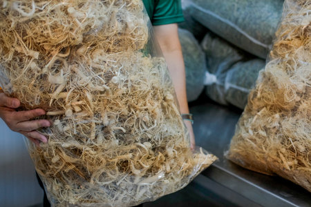 cbd & thc in dried cannabis root and leaves. marijuana plant cultivation
