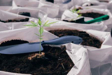 growing organic cannabis marijuana herb plant in outdoor farm. cannabis seedling in planting pot