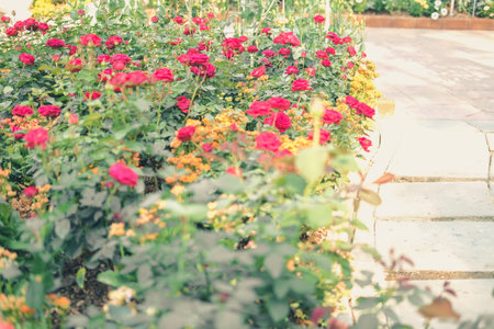 blooming rose growing in flower garden. roses plant in park