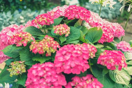 blooming pink hydrangea macrophylla growing in flower gardenの写真素材