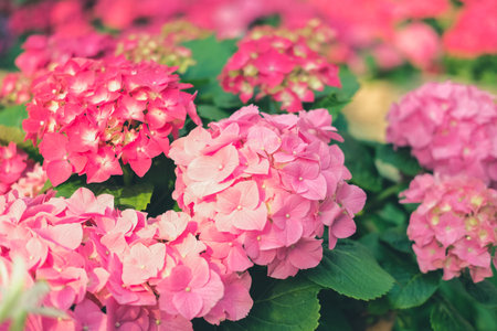 blooming pink hydrangea macrophylla growing in flower garden