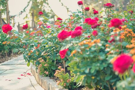 blooming rose growing in flower garden. roses plant in parkの写真素材