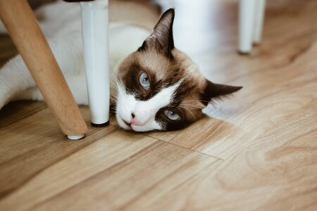white brown cat laying resting on the floorの写真素材