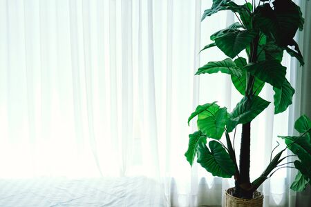 artificial green plant leaves beside see through sheer window curtain.の写真素材