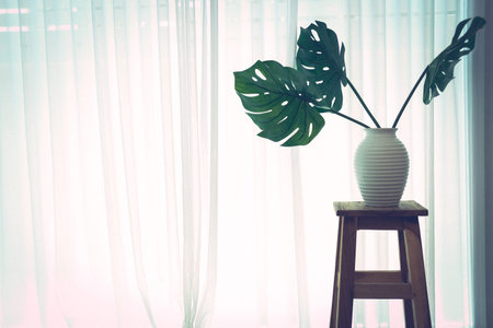 plant pot on wooden bar stool chair beside see through sheer window curtainの写真素材