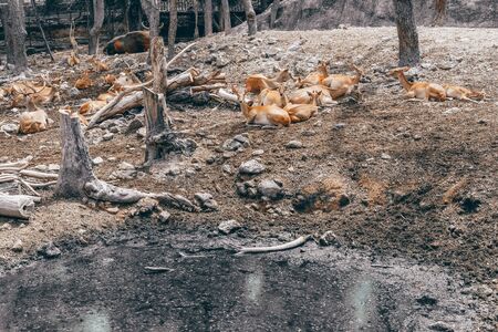 eld 's hog spotted deer resting relaxing in parkの写真素材