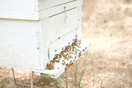 honey bee beehive. bees house in garden