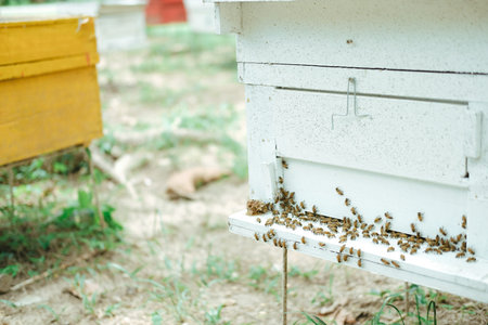 honey bee beehive. bees house in garden