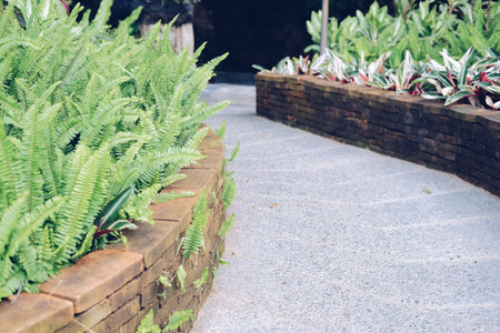 green fern plant leaves beside walkway pathway in garden park. tranquil nature scene