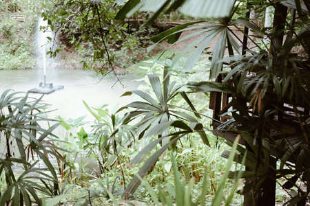 green plant tree leaves with fountain in pond in gardenの写真素材