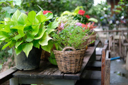 flower & green plant leaves in wicker basket decorating on terrace balconyの写真素材