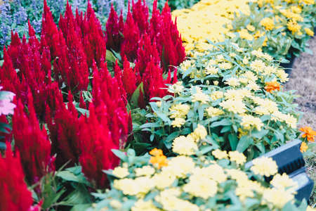 colorful blooming hornbill chinese wool flower in gardenの写真素材