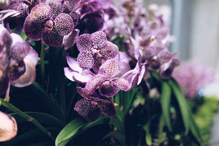 blooming purple orchid flower bouquet for decorationの写真素材