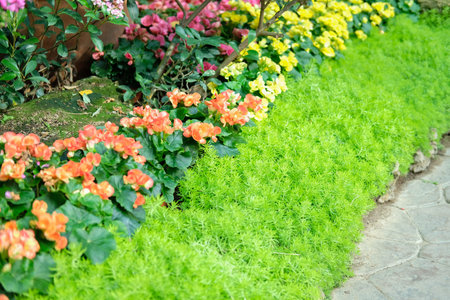 blooming flower plant in botany garden park