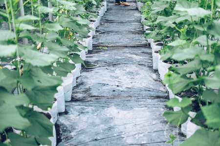 melon plant growing in green house in farm orchardの写真素材