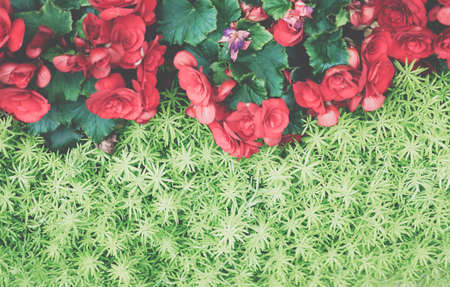 green natural leaves plant & red begonia flower. nature texture background abstractの写真素材