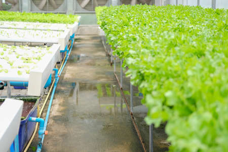 lettuce vegetable growing in plant nursery in hydroponics farm. food & agriculture industryの写真素材