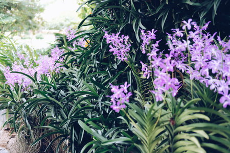 green leaves of blooming purple orchid flower decorating in garden