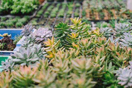 growing sedum succulent plant in farm. sedum plantationの写真素材
