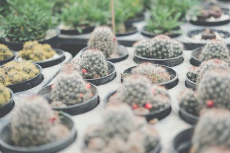 growing succulent cactus plant in pot. cactus plantation in farmの写真素材