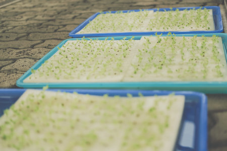 seedling of hydroponic vegetable sprout on wet sponge in plant nursery. lettuce salad growing from...