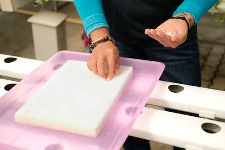 seedling of hydroponic vegetable sprout on wet sponge in plant nursery. lettuce salad growing from seed in farm.の写真素材