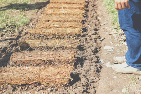farmer growing straw mushroom on rice straw in farm. volvariella volvacea mushroomsの写真素材