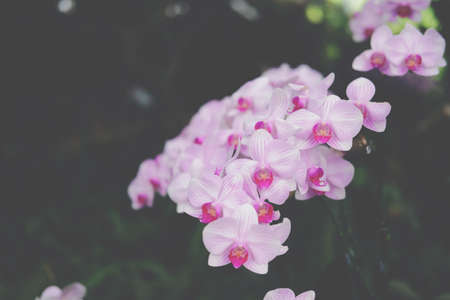 blooming purple orchid flower decorating in gardenの写真素材