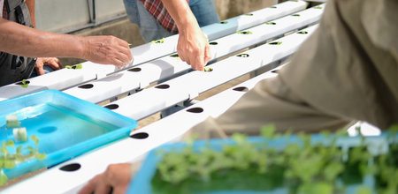farmer putting hydroponic vegetable sprout on wet sponge on Hydroponic rail pipe in plant nursery....
