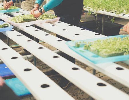 seedling of hydroponic vegetable sprout on wet sponge in plant nursery. lettuce salad growing from...