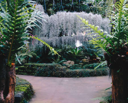 plant tree growing decorating in garden parkの写真素材