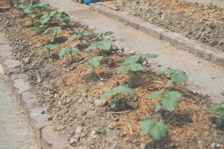 vegetable plant growing in garden farm