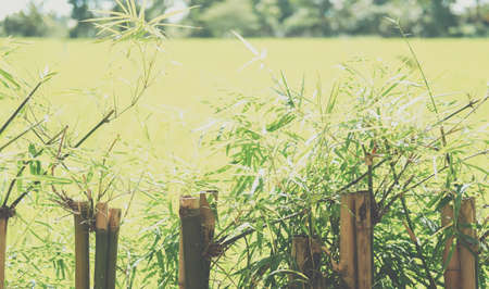 bamboo leaves plant tree fence at rice paddy fieldの写真素材