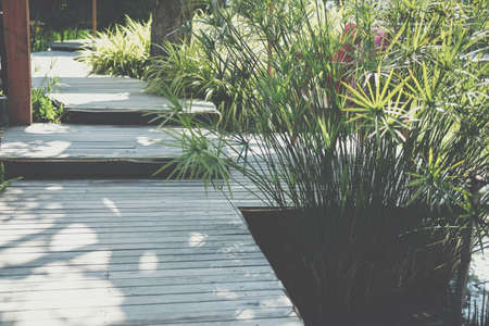 papyrus leaves plant growing in pond beside wooden walkway in gardenの写真素材