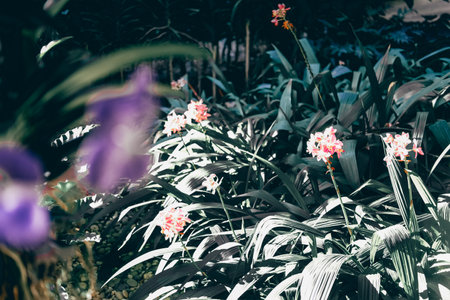 green leaves of pink orchid flower growing decorating in gardenの写真素材