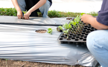 hand growing planting melon plant tree seedling sproutの写真素材